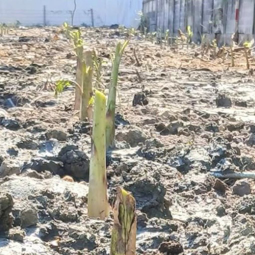 31 - https://ธนกฤช889ทุบตึกรื้อถอน.com | ธนกฤช 889 รับเหมาทุบตึก รื้อถอนอาคารครบวงจร เคลียร์พื้นที่รกร้าง และรับซื้อบ้านไม้เก่าให้ราคาสูง บริการด่วนทั่วกรุงเทพฯ และปริมณฑล ด้วยทีมงานมืออาชีพ พร้อมเข้าประเมินหน้างานฟรี ไม่มีค่าใช้จ่ายแฝง